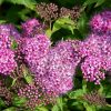 Anthony Waterer Spirea #2 - Image 2